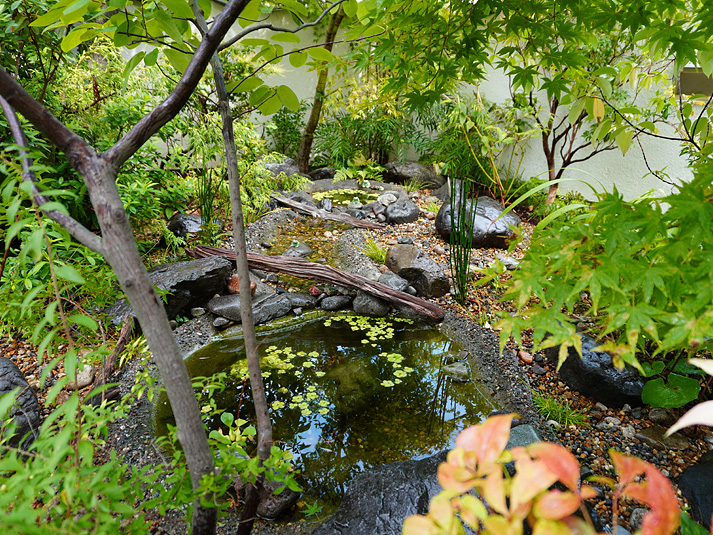 ビオトープに癒される庭の写真4229