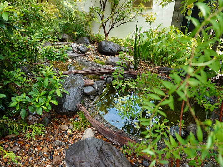 ビオトープに癒される庭の写真4230